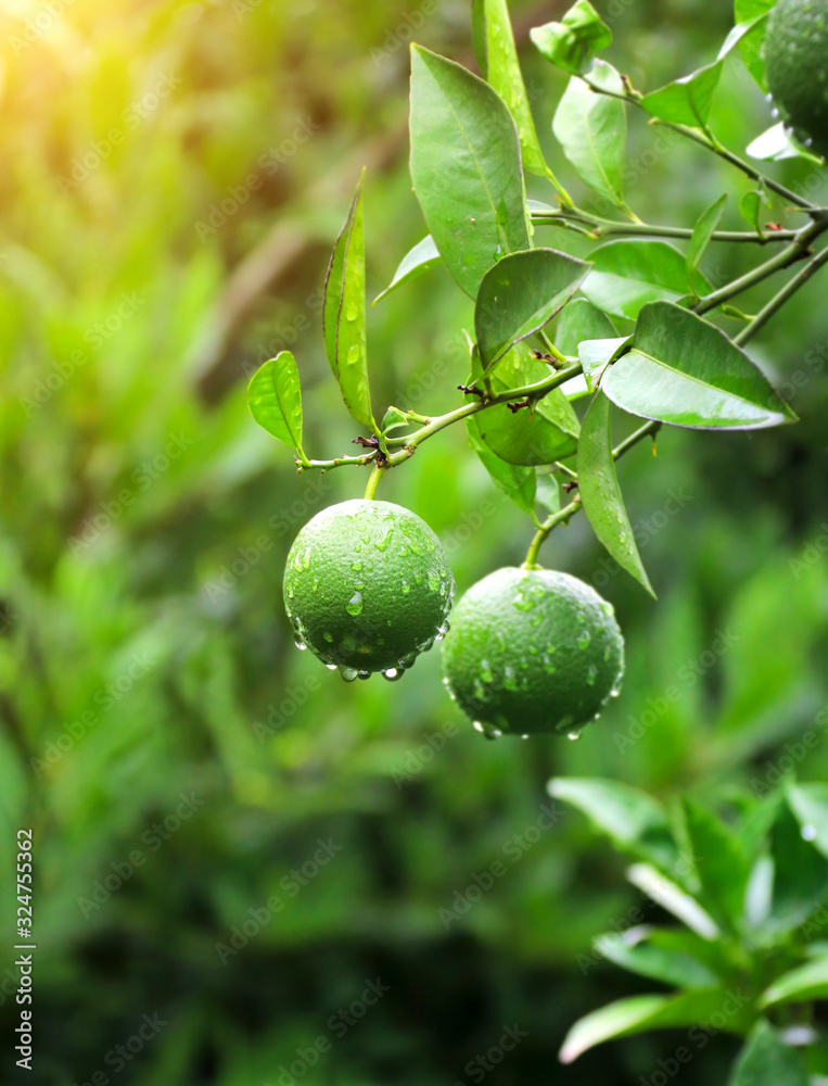 Raindrops on green oranges