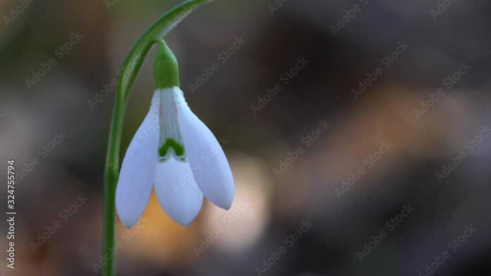 Snowdrop herald of spring in the natural ambience (Galanthus nivalis) - (4K) Snowdrop herald of spring in the natural ambience (Galanthus nivalis) - (4K)