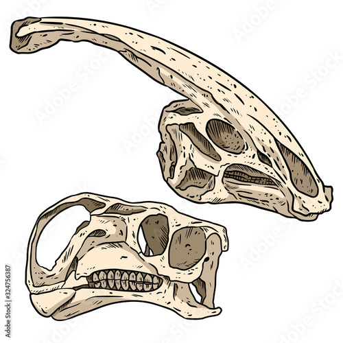 Herbivorous vegetarian dinosars skulls line hand drawn sketch image set. Iguanodontian ornithopod and Parasaurolophus Duck billed Hadrosaurids dinosaur fossils illustration drawing