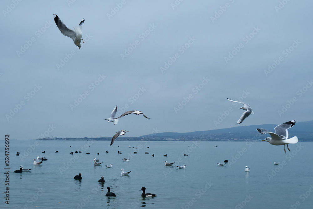 Fototapeta premium The image of birds on the beach.