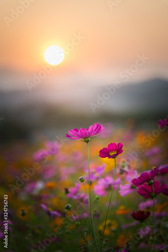 The scenery of a beautiful cosmos flowers on sunset time in Chiang Rai, Thailand.