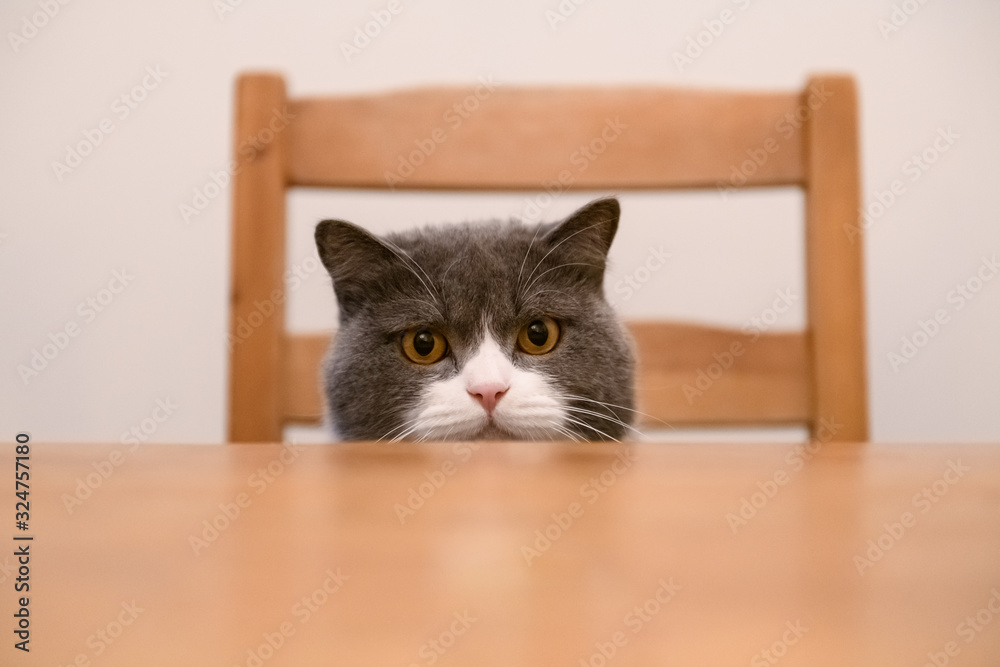 British shorthair cat sitting at the dinner table