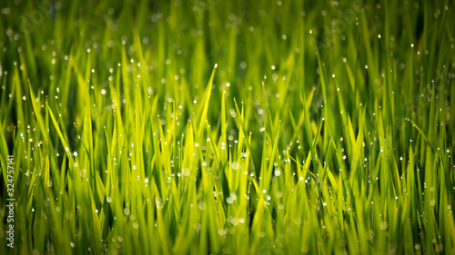 Beautiful view of dew drop on the rice sprouts in the morning.