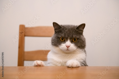 British shorthair cat sitting at the dinner table © chendongshan