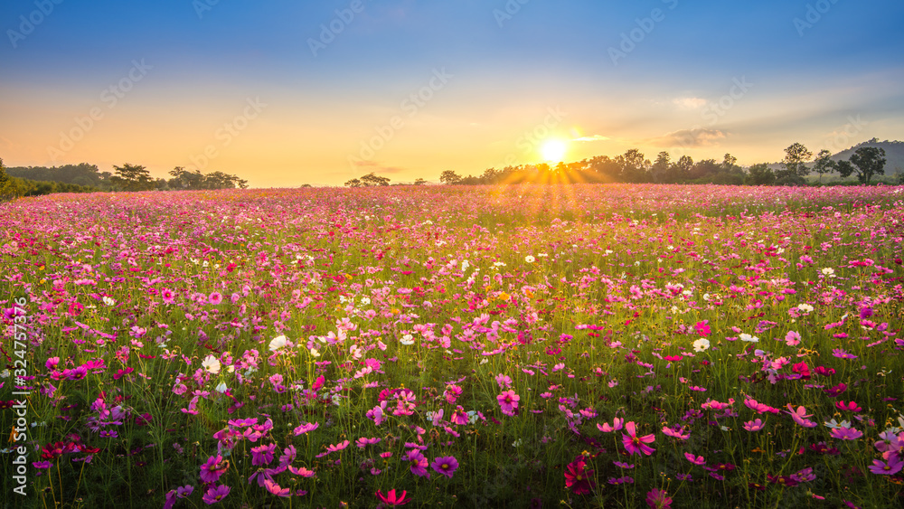 Amzing scenery of a beautiful cosmos flower field on sunset time in Chiang Rai, Thailand.
