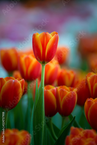 The scenery of close-up tulip flower in Chiang Rai  Thailand.