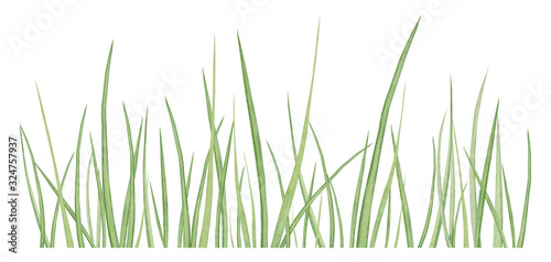Watercolor hand drawn meadow herbal border with fresh green grass isolated on white background