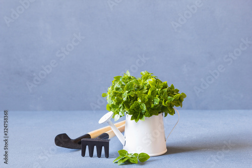 fresh basil in a decorative watering can. plece for text photo