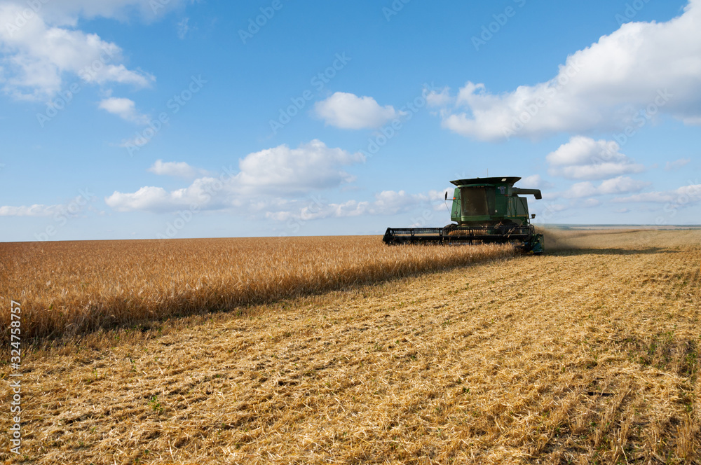 Combine harvester in action on a wheat field. Harvesting grain crops on a sunny day against the blue sky.