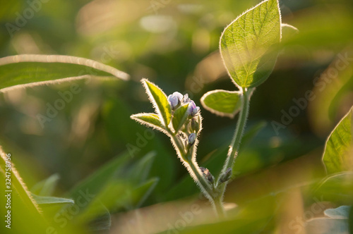 The stem of a flowering soy plant in a field reaches for the sun. Young flowering soybean plants on the field in the rays of the sun. Selective focus.