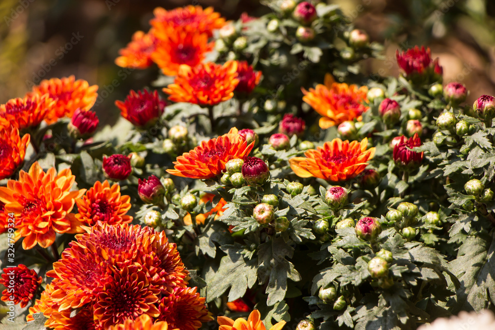 chrysanthemum flowers