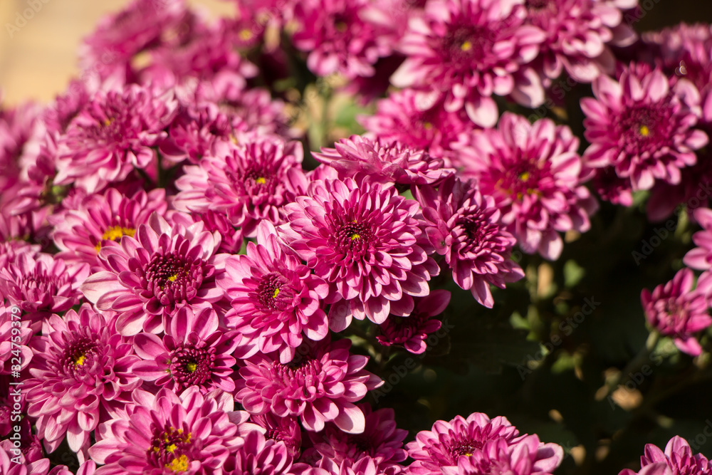 chrysanthemum flowers