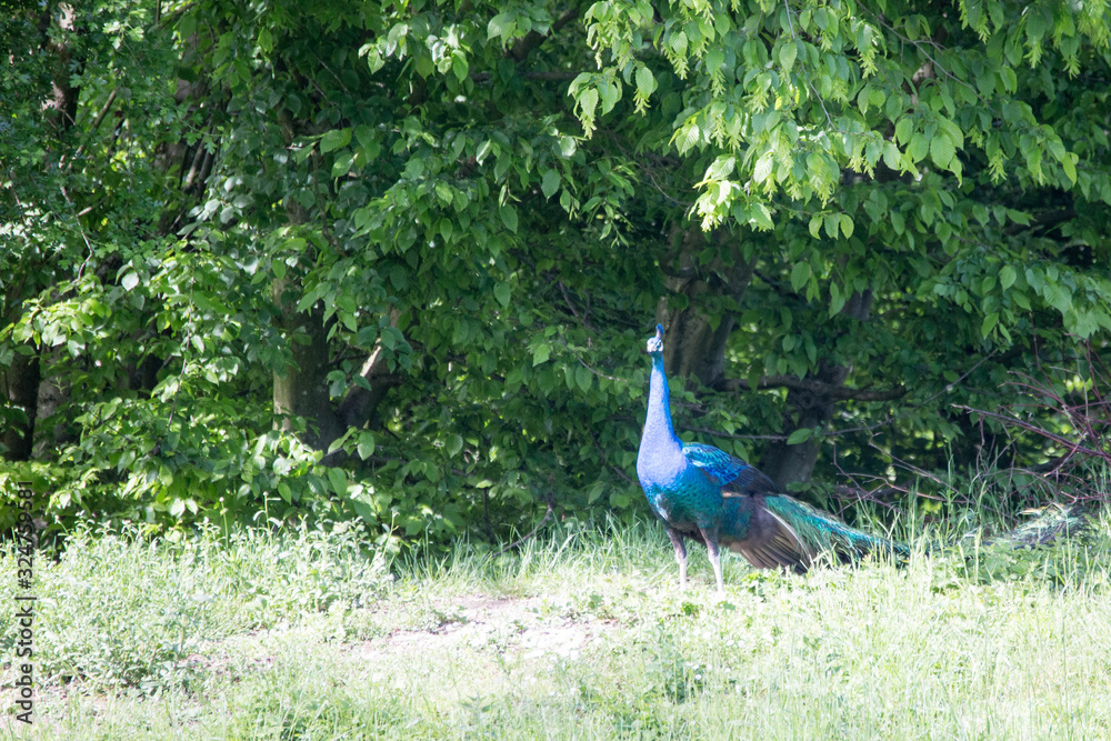 Obraz premium Pfau