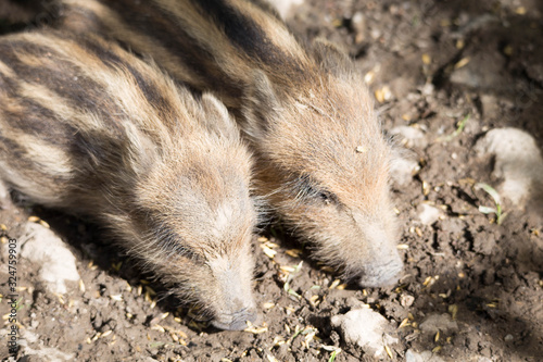 Junges Wildschwein