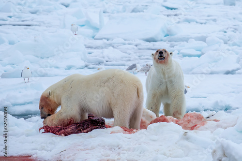 Polar Bear (Ursus maritimus) Spitsbergen North Ocean photo