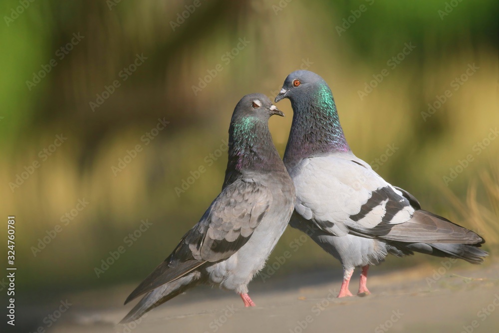 A couple of feral pigeons (Columba livia domestica), also called street pigeons, cuddle billing and cooing with each other on ground, czech republic A couple of feral pigeons (Columba livia domestica), also called street pigeons, cuddle billing and cooing with each other on ground, czech republic