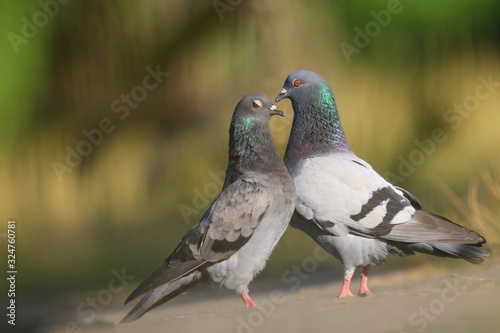 A couple of feral pigeons (Columba livia domestica), also called street pigeons, cuddle billing and cooing with each other on ground, czech republic