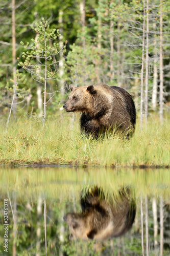 Brown bear near water with reflection at summer