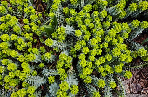 Green flowers of Myrtle Euphorbia 