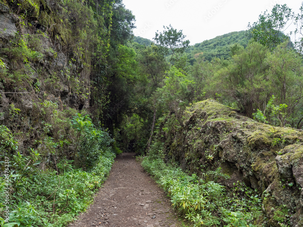 Path at mysterious Laurel forest Laurisilva, lush subtropical rainforest at hiking trail Los Tilos, La Palma, Canary Islands, Spain