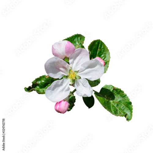 Apple flowers isolate on white background