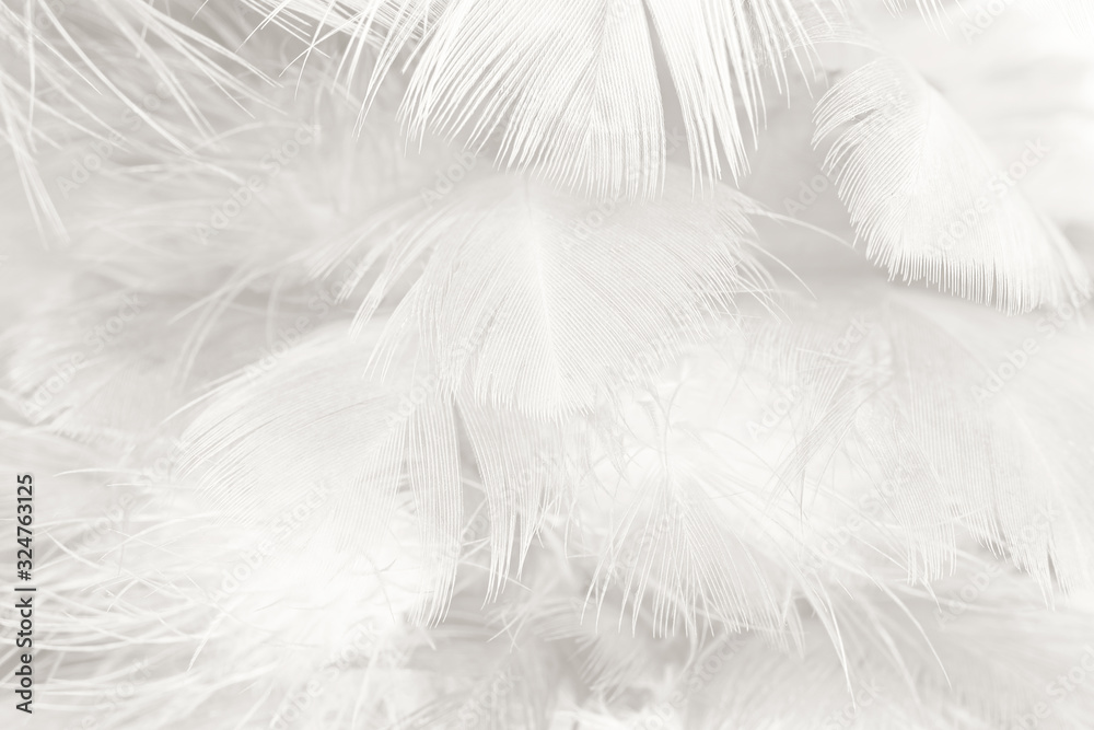 Beautiful white feather wooly pattern texture background Beautiful white feather wooly pattern texture background