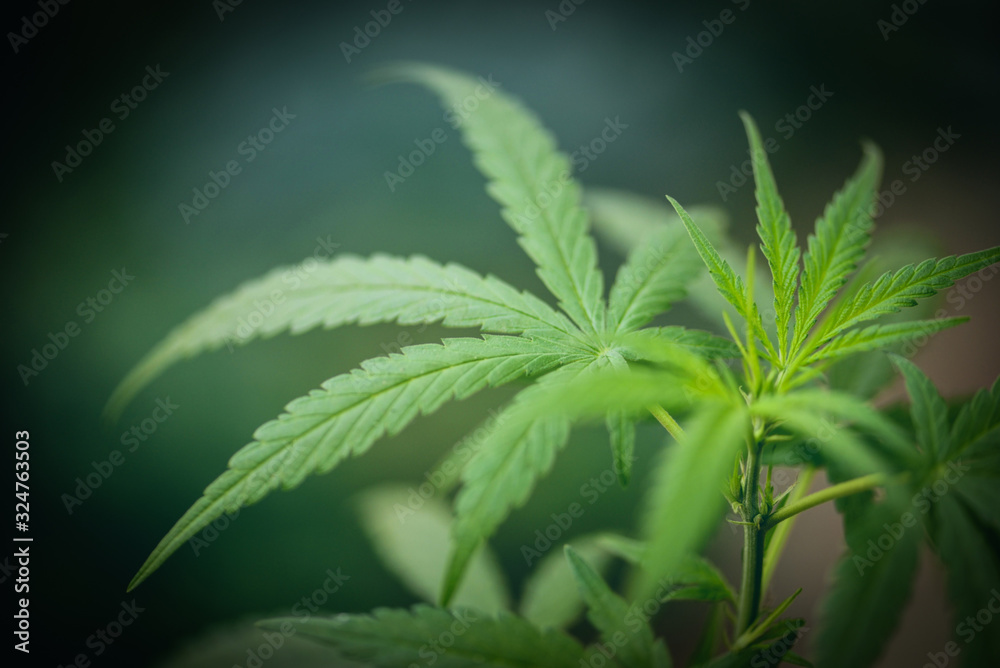 Marijuana leaf Cannabis plant tree growing on dark - Hemp leaves for extract medical healthcare natural for banner and background Marijuana leaf Cannabis plant tree growing on dark - Hemp leaves for extract medical healthcare natural for banner and background