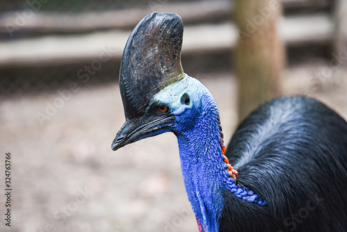 The southern cassowary is a large bird - Close up cassowaries bird photo