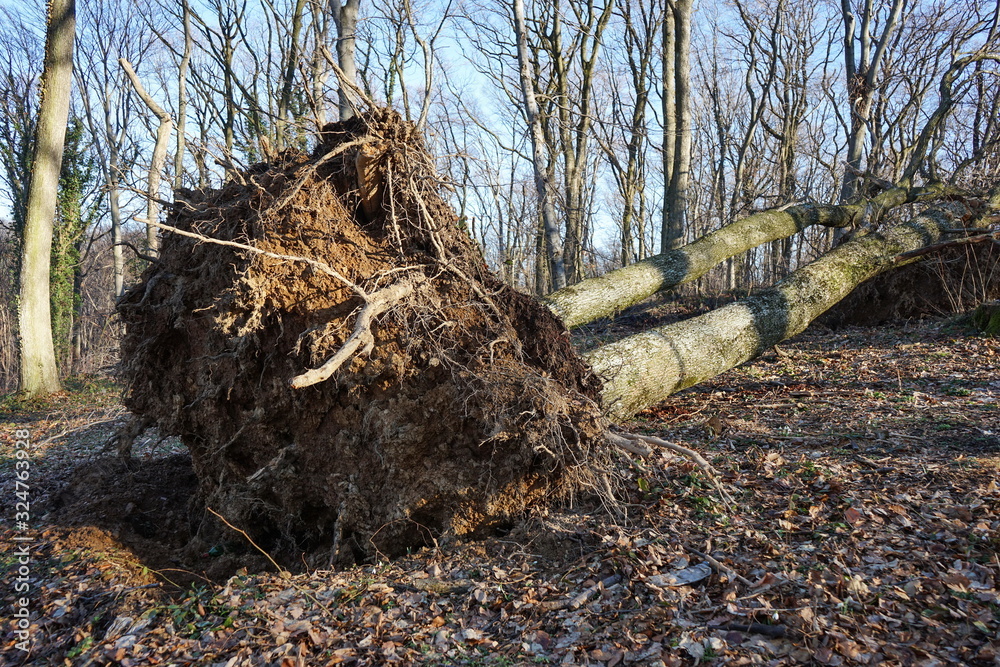 Fototapeta premium Fallen tree from high wind plucked from the root in the forest