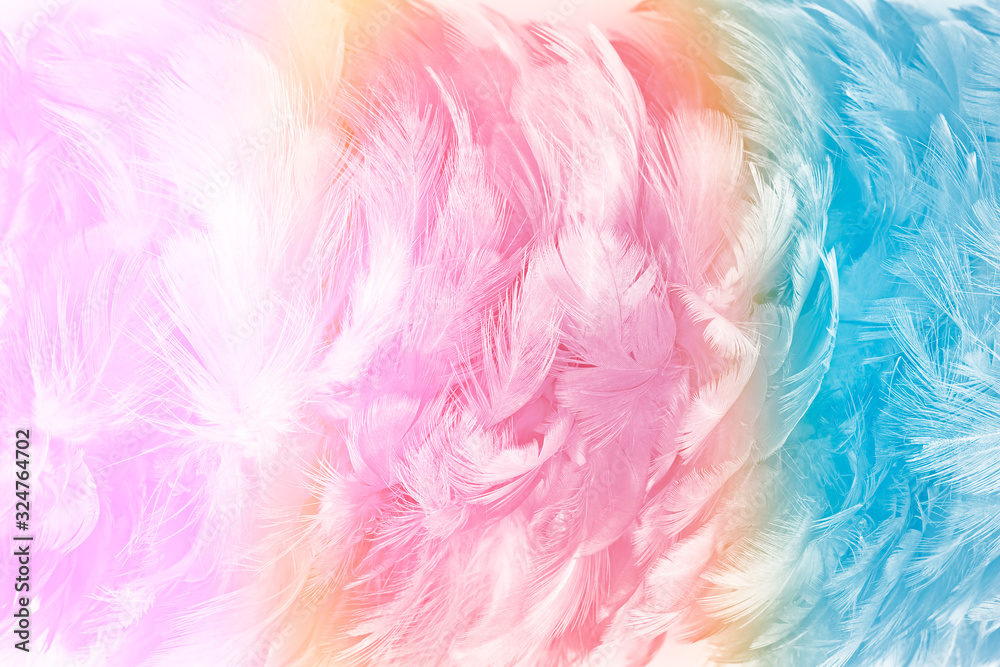 Colorful feathers color trends  feather texture pattern background