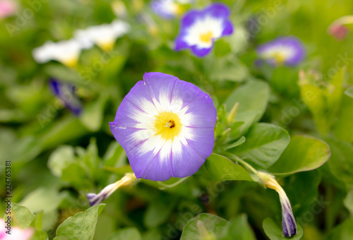 Blue flower in the park.