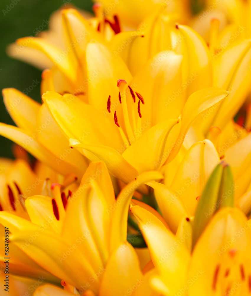 Yellow flower in the park. Yellow flower in the park.