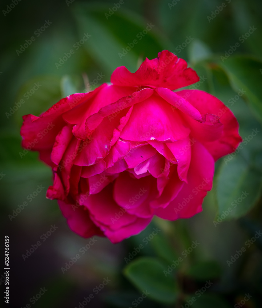 Beautiful rose flower in the park. Beautiful rose flower in the park.