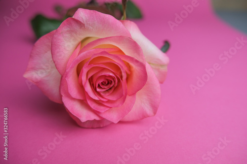 Pink rose on the pink background. Close up of a flower. Selective focus.