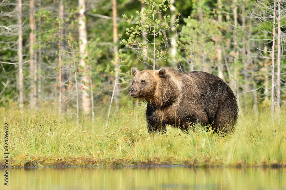 Big male brown bear at summer daylight