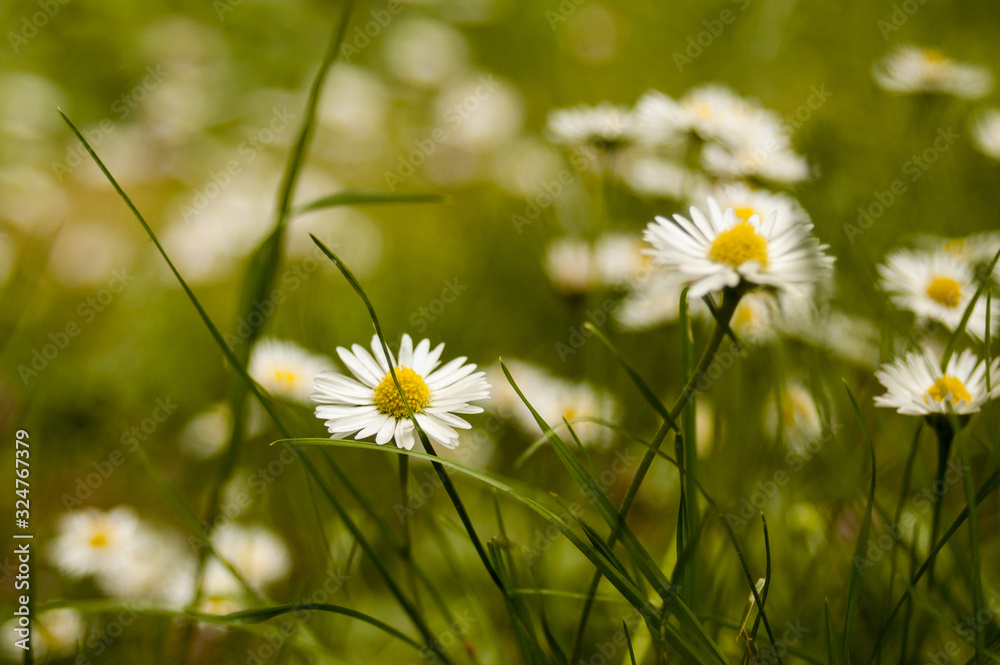 Daisies planted on the ground surrounded by grass Daisies planted on the ground surrounded by grass