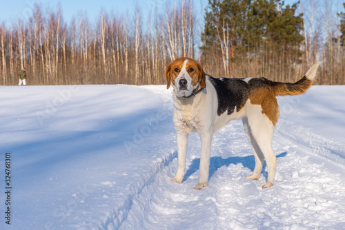 Fototapeta Naklejka Na Ścianę i Meble -  Russian piebald hound. Portrait of a dog with red spots on a background of a winter forest.