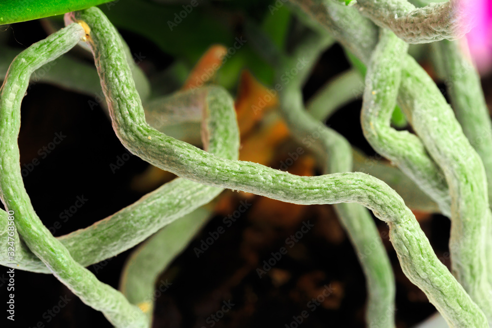 Beautiful root orchids, selective focus for background - Image Beautiful root orchids, selective focus for background - Image