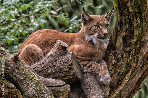 Canvas Print Eurasischer Luchs liegt auf einem Baum