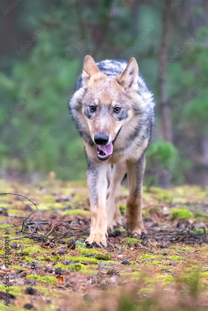 Lone wolf running in autumn forest Czech Republic Lone wolf running in autumn forest Czech Republic