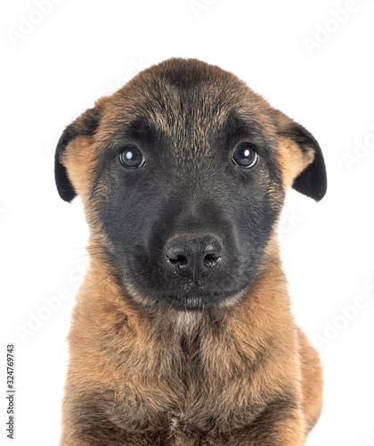 puppy malinois in studio