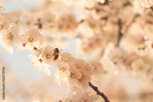 Honeybee pollinates blossom apricot flowers. Beautiful spring, joy, positive concept. photo