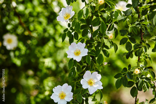 Beautiful spring briar twig (dog rose or rosehip), it can be used as a background. White bloom, buds, green leaves