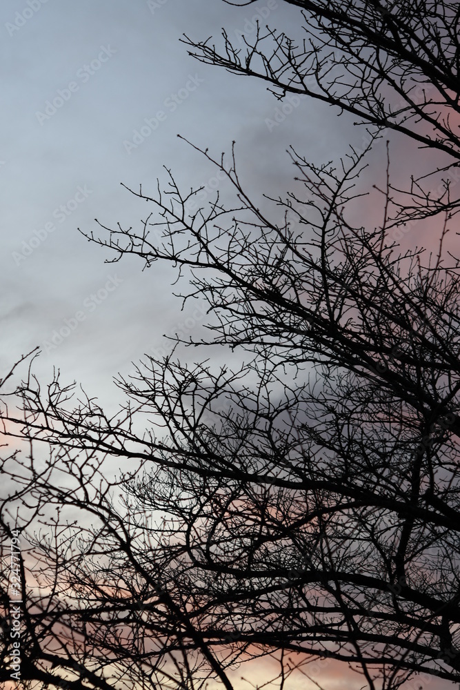 夕焼けと木のシルエット