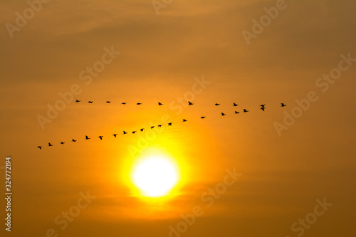 Cormorant birds flying back to their nest on sunset