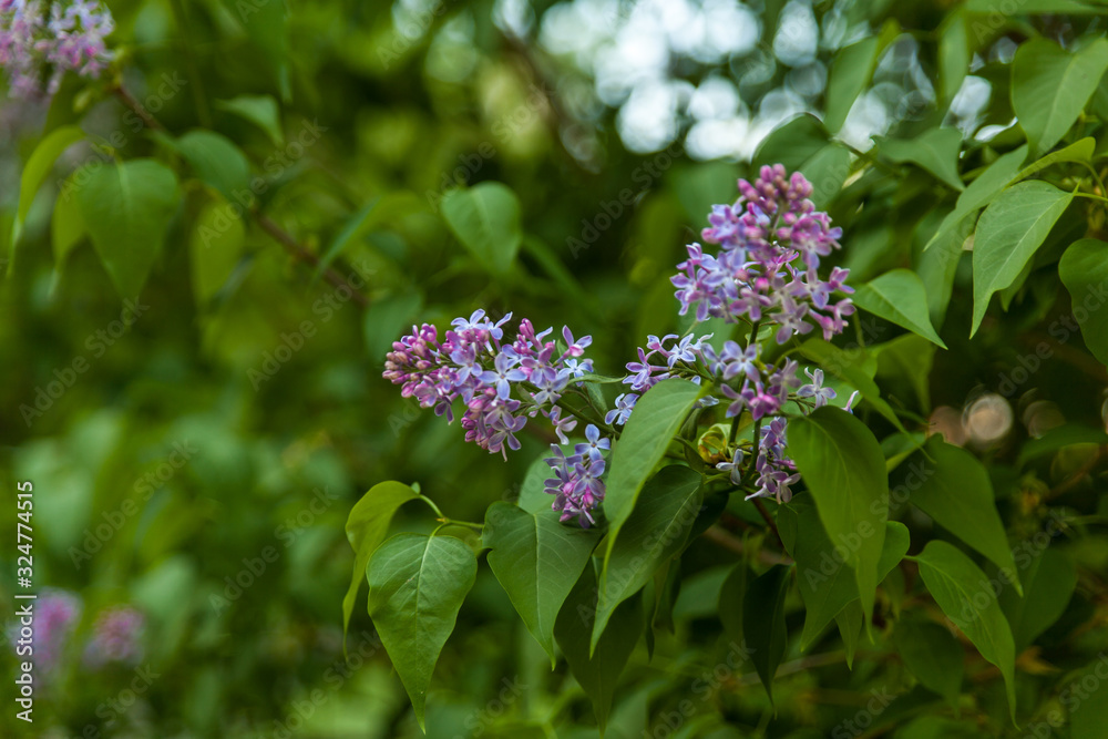 Beautiful landscape with lilac trees in blossom. Purple lilac bushes in the park Beautiful landscape with lilac trees in blossom. Purple lilac bushes in the park