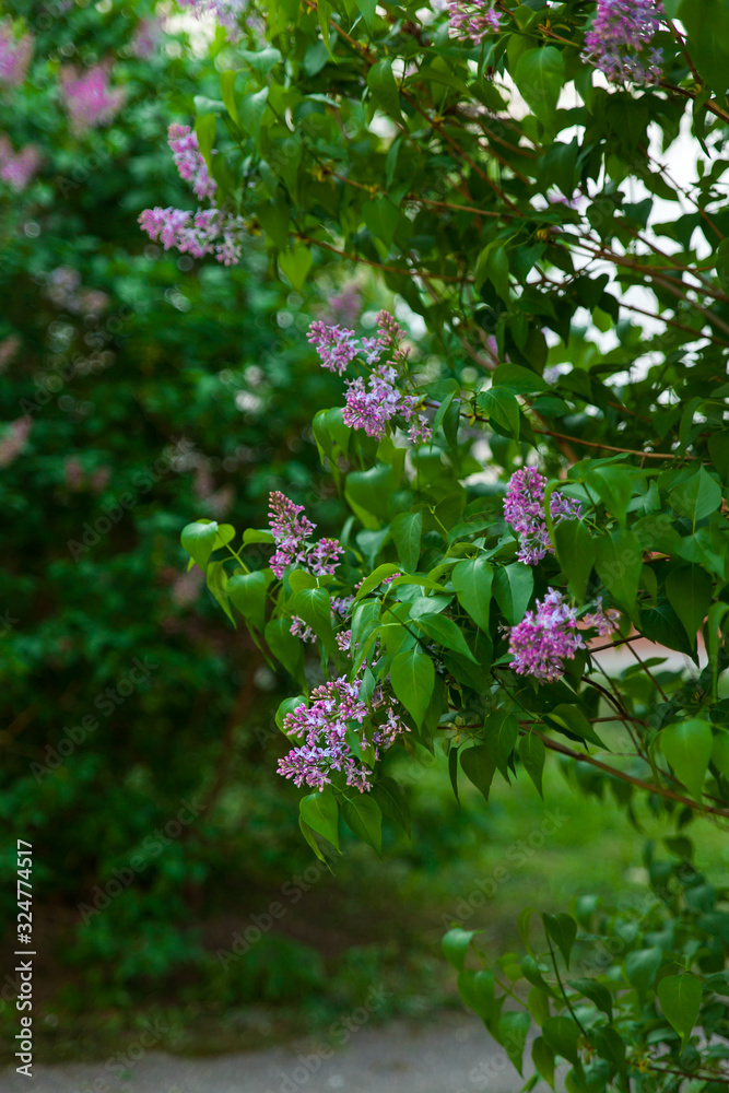 Beautiful landscape with lilac trees in blossom. Purple lilac bushes in the park Beautiful landscape with lilac trees in blossom. Purple lilac bushes in the park