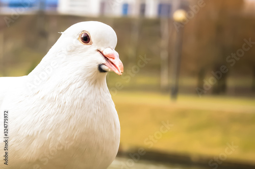 Portrait of a beautiful white dove on the background of a river in the city with copy space © yaroslav1986