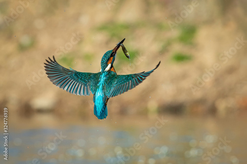 Photography Kingfisher in flight with a fish in its beak flying towards its innkeeper