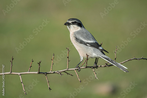 southern gray shrike on its branch watching